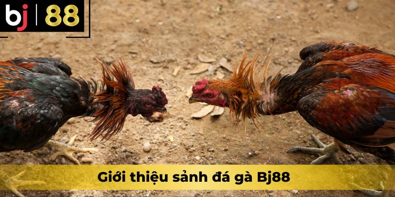 Giới thiệu sảnh đá gà Bj88