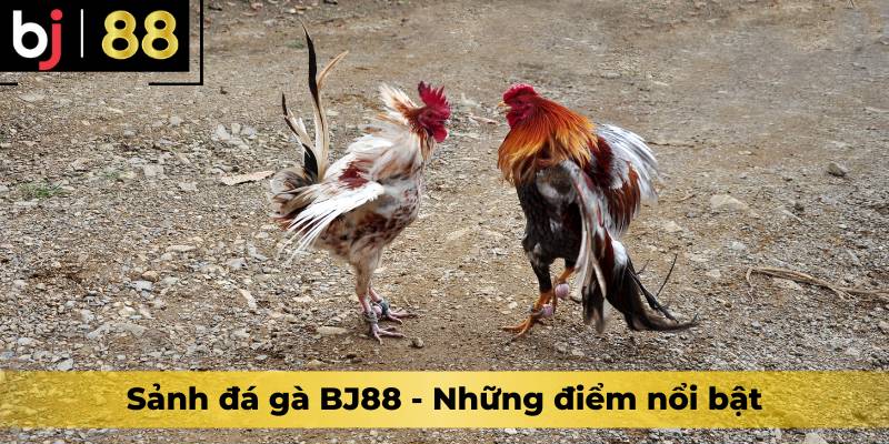 Sảnh đá gà BJ88 - Những điểm nổi bật