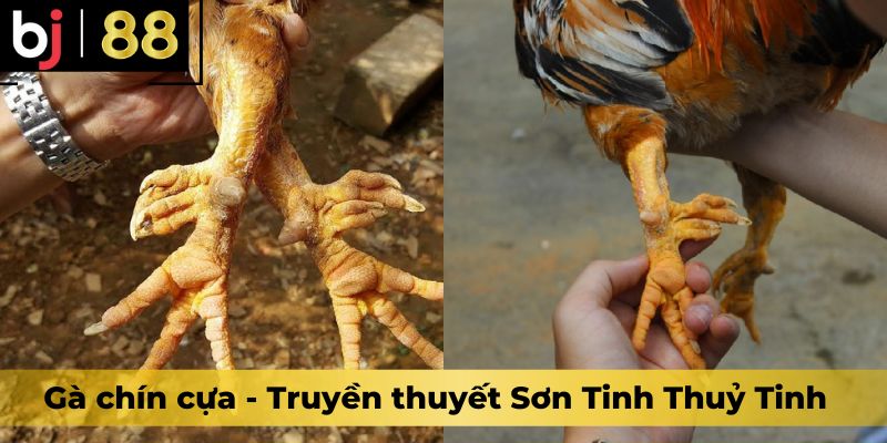 Gà chín cựa - Truyền thuyết Sơn Tinh Thuỷ Tinh