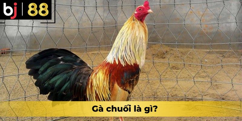 Gà chuối là gì?