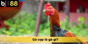 Gà cọp là gà gì?