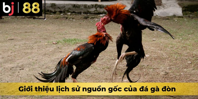 Giới thiệu lịch sử nguồn gốc của đá gà đòn