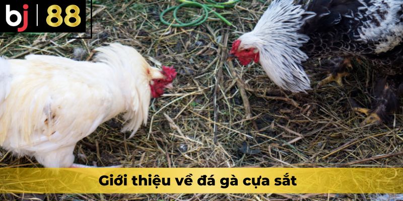 Giới thiệu về đá gà cựa sắt