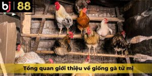 Tổng quan giới thiệu về giống gà tử mị