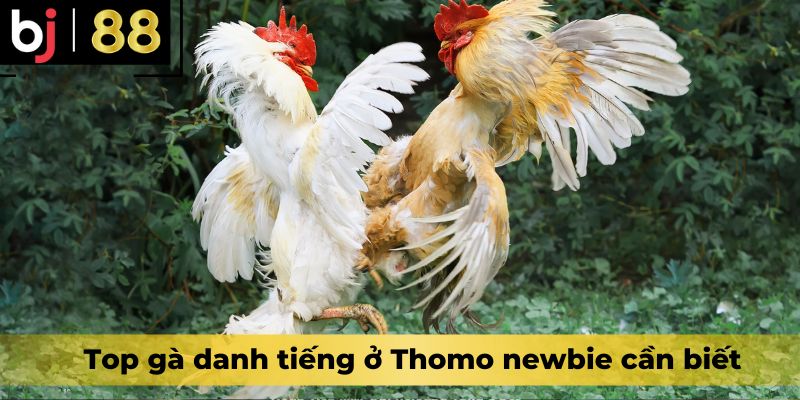 Top gà danh tiếng ở Thomo mà newbie cần biết