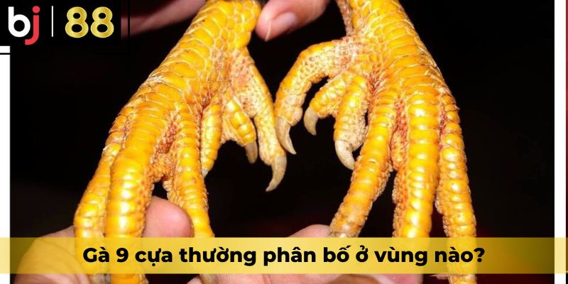 Gà 9 cựa thường phân bố ở vùng nào?