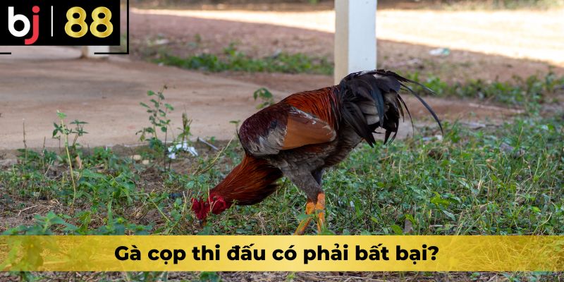 Gà cọp thi đấu có phải bất bại?