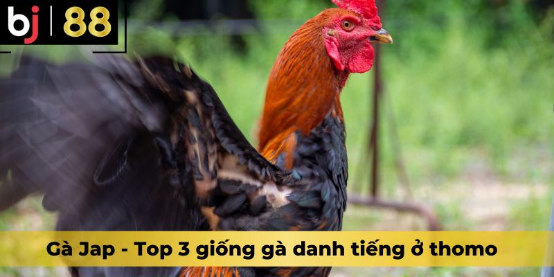 Gà Jap - Top 3 giống gà danh tiếng ở thomo