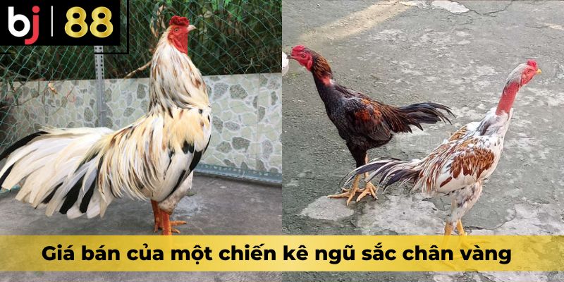 Giá bán của một chiến kê ngũ sắc chân vàng