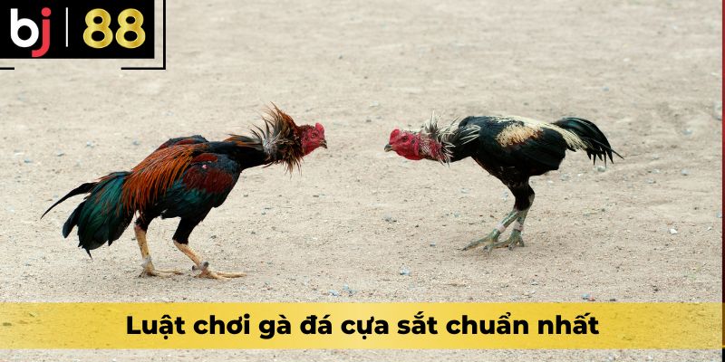 Luật chơi gà đá cựa sắt chuẩn nhất