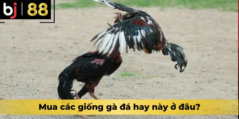 Mua các giống gà đá hay này ở đâu?