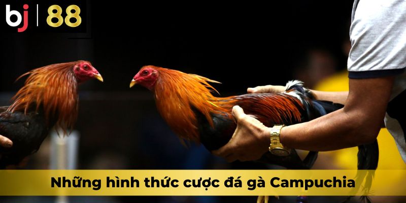 Những hình thức cược đá gà Campuchia