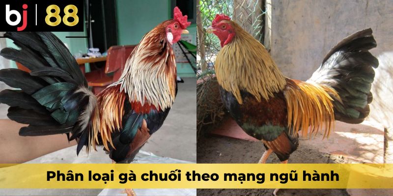 Phân loại gà chuối theo mạng ngũ hành