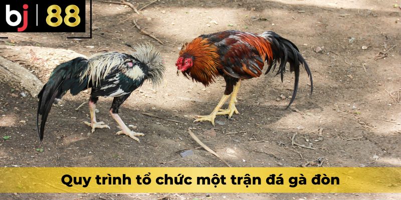 Quy trình tổ chức một trận đá gà đòn