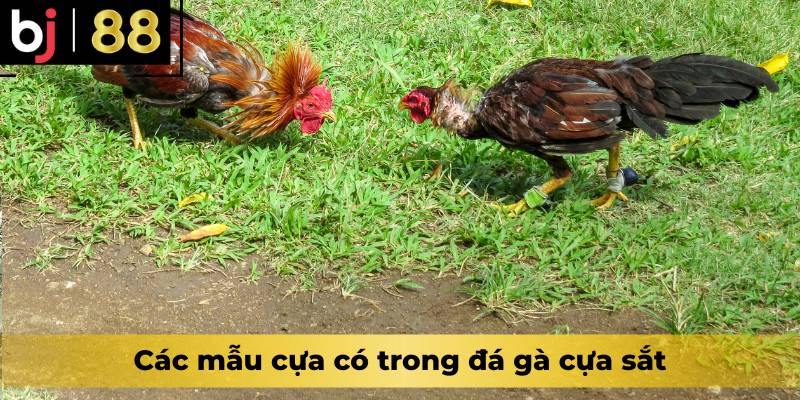 Các mẫu cựa có trong đá gà cựa sắt