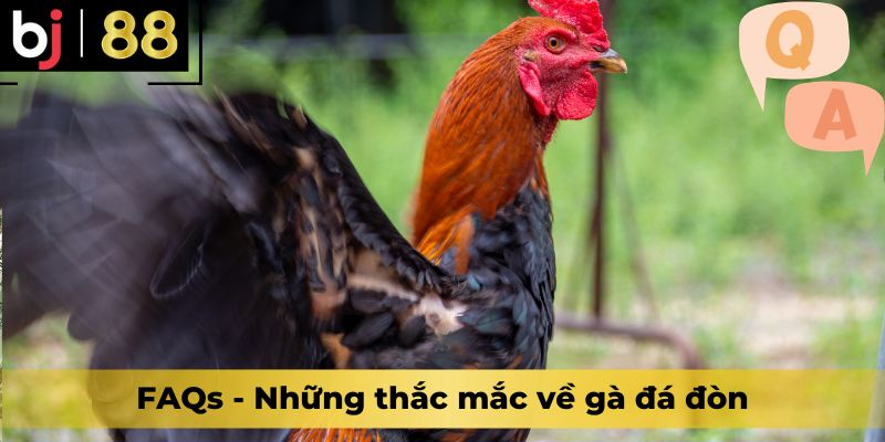 FAQs - Những thắc mắc về gà đá đòn