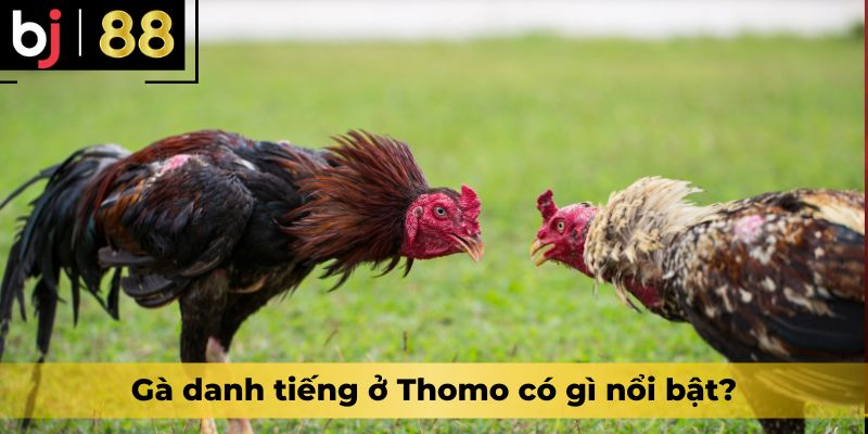 Gà danh tiếng ở Thomo có gì nổi bật?