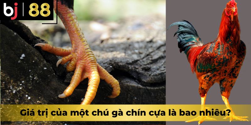 Giá trị của một chú gà chín cựa là bao nhiêu?