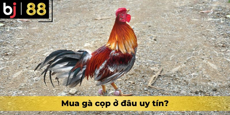 Mua gà cọp ở đâu uy tín?