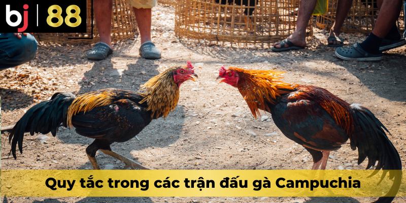 Quy tắc trong các trận đấu gà Campuchia