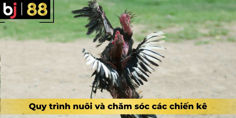 Quy trình nuôi và chăm sóc các chiến kê