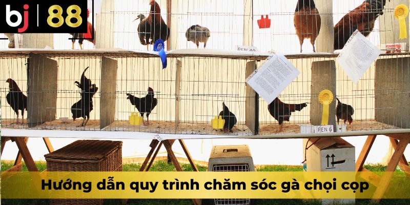 Hướng dẫn quy trình chăm sóc gà chọi cọp