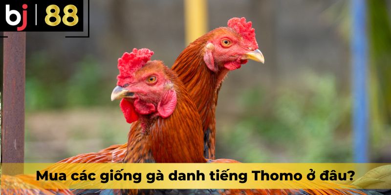 Mua các giống gà danh tiếng Thomo ở đâu?