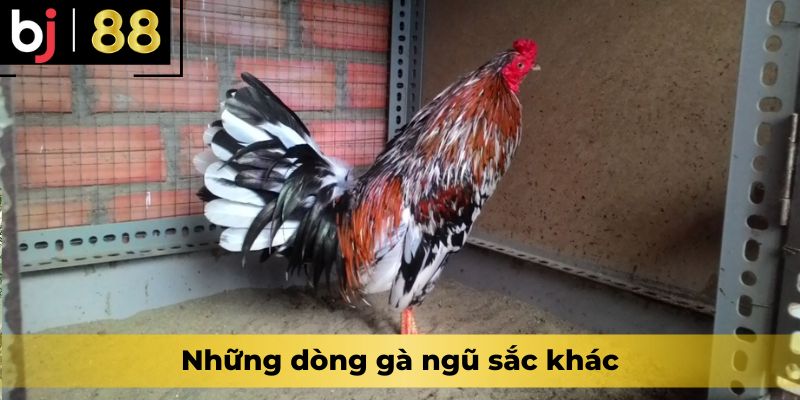 Những dòng gà ngũ sắc khác