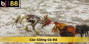 Các Giống Gà Đá