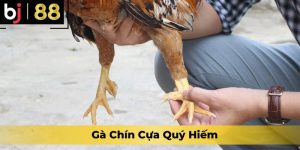 Gà Chín Cựa Quý Hiếm