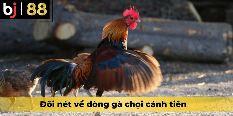 Đôi nét về dòng gà chọi cánh tiên 