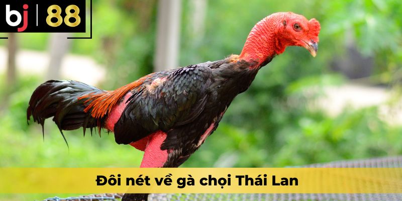 Đôi nét về gà chọi Thái Lan