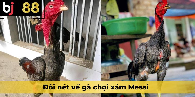 Đôi nét về gà chọi xám Messi