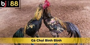 gà chọi Bình Định