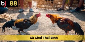 Gà Chọi Thái Bình