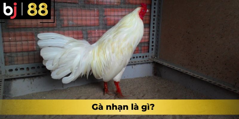 Gà nhạn là gì?