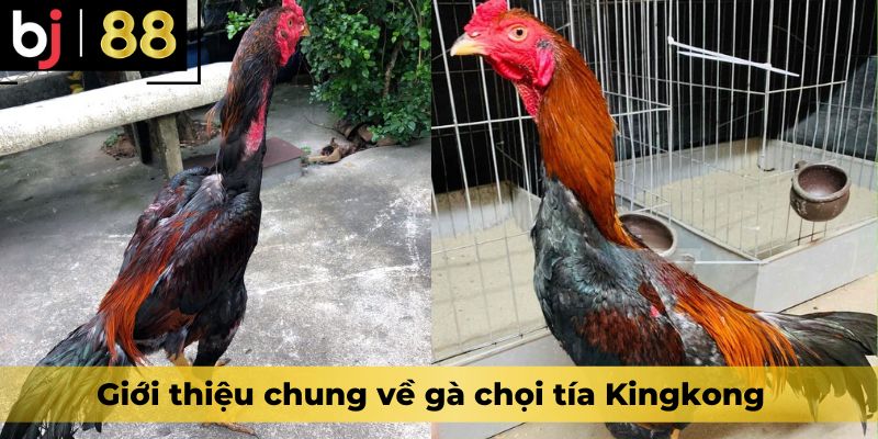 Giới thiệu chung về gà chọi tía Kingkong