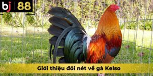 Giới thiệu đôi nét về gà Kelso