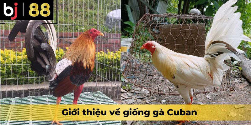 Giới thiệu về giống gà Cuban