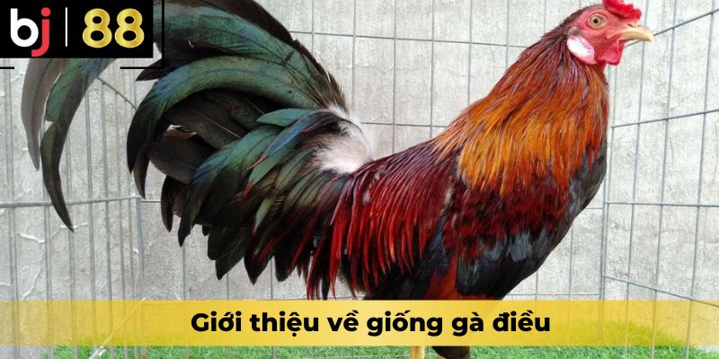 Giới thiệu về giống gà điều