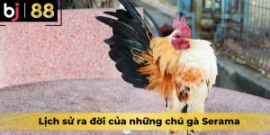 Lịch sử ra đời của những chú gà Serama