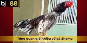 Tổng quan giới thiệu về gà Shamo