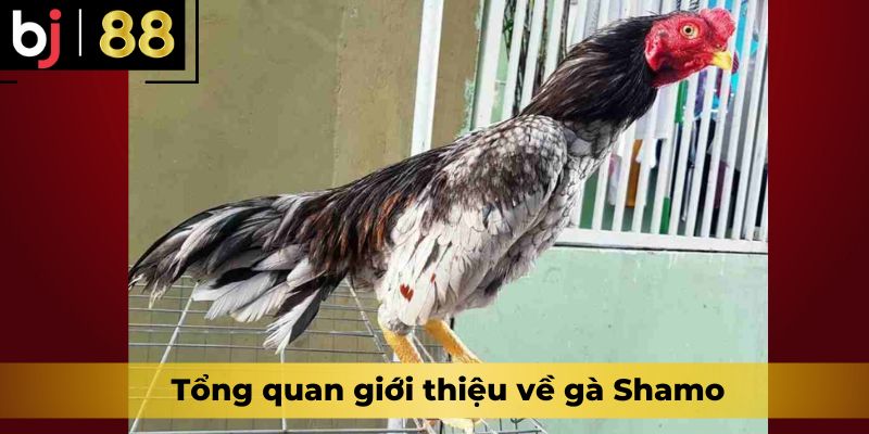 Tổng quan giới thiệu về gà Shamo