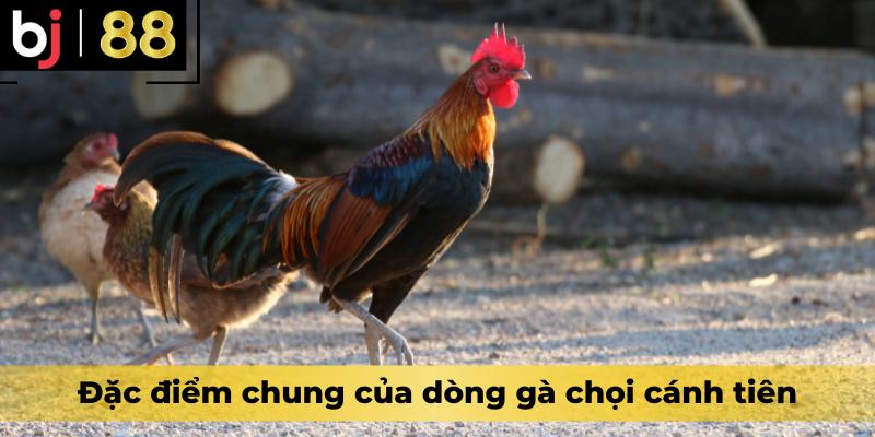 Đặc điểm chung của dòng gà chọi cánh tiên