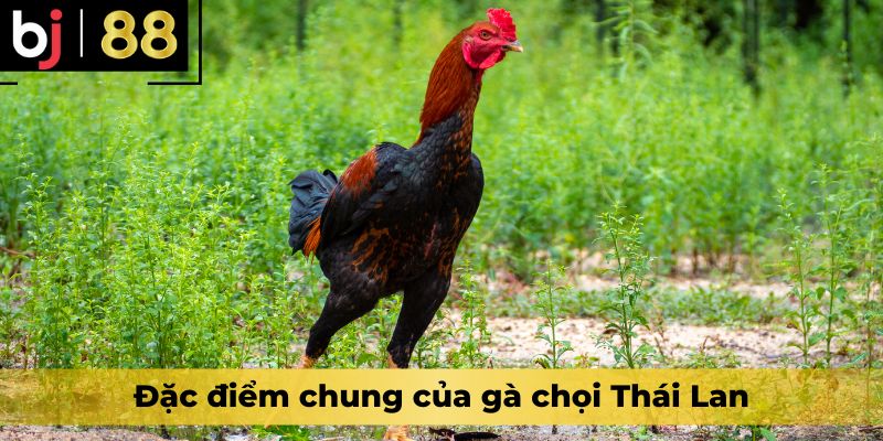 Đặc điểm chung của gà chọi Thái Lan