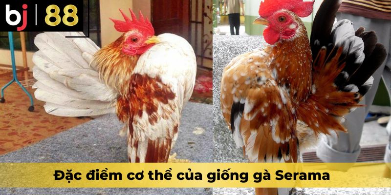 Đặc điểm cơ thể của giống gà Serama