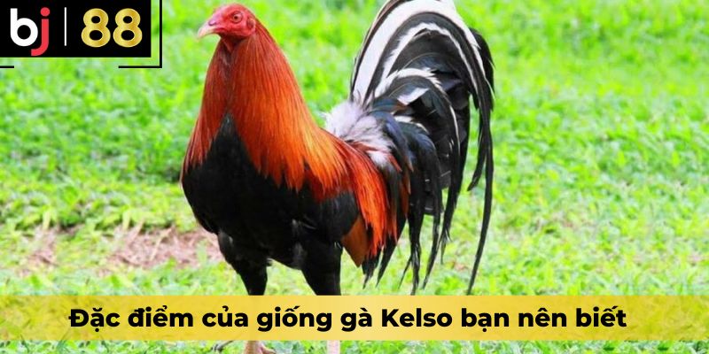 Đặc điểm của giống gà Kelso bạn nên biết