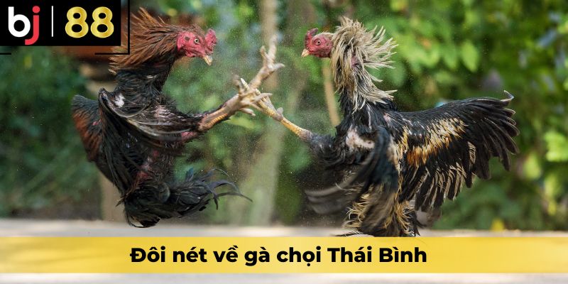 Đôi nét về gà chọi Thái Bình