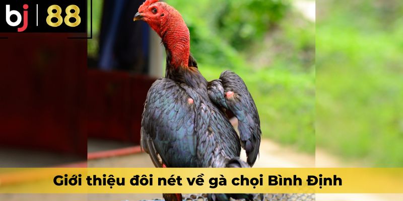 Giới thiệu đôi nét về gà chọi Bình Định