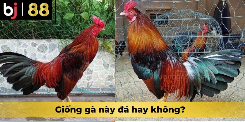 Giống gà này đá hay không?